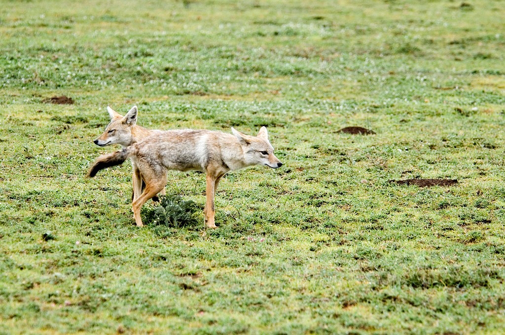 Ndutu Golden Jackal01_1.jpg - Golden Jackel (Canis aureus), Ndutu  Tanzania March 2006